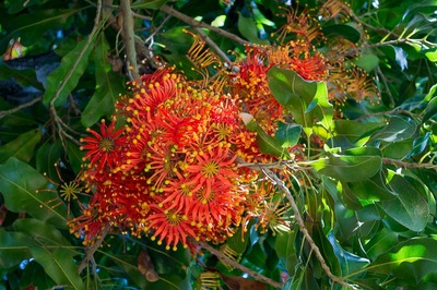 Stenocarpus sinuatus